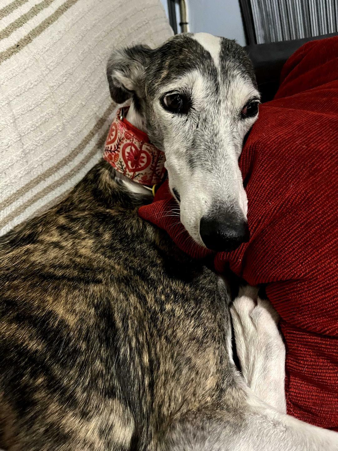 Foto mascota