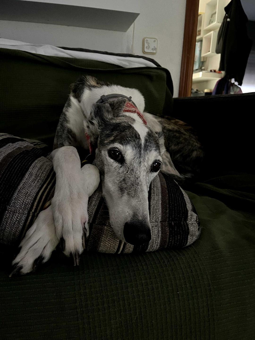 Foto mascota