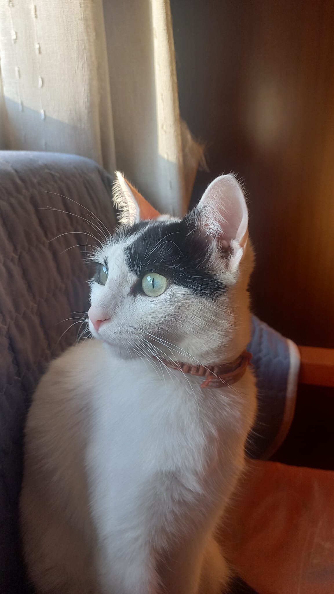 Foto perfil